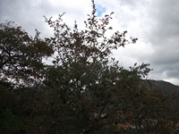 cantara gurne23122011 220